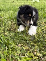 Bella, a female Toy Australian Shepherd for sale in Dickson, TN – Photo 6 of 8