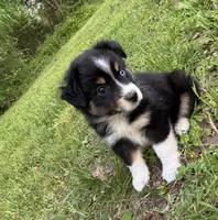 Bella, a female Toy Australian Shepherd for sale in Dickson, TN – Photo 4 of 8