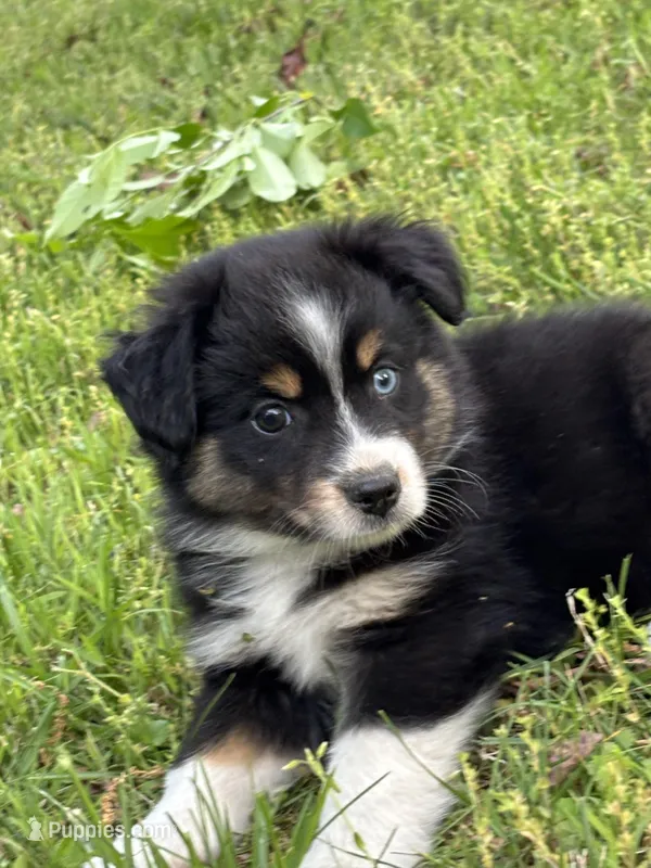 Bella – Toy Australian Shepherd puppy for sale in Dickson, TN
