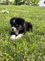 Bella, a female Toy Australian Shepherd for sale in Dickson, TN – Photo 8 of 8