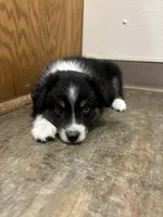 Bella, a female Toy Australian Shepherd for sale in Dickson, TN – Photo 7 of 8