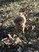 Hadley , a female Golden Retriever for sale in Dickson, TN – 5 of 6