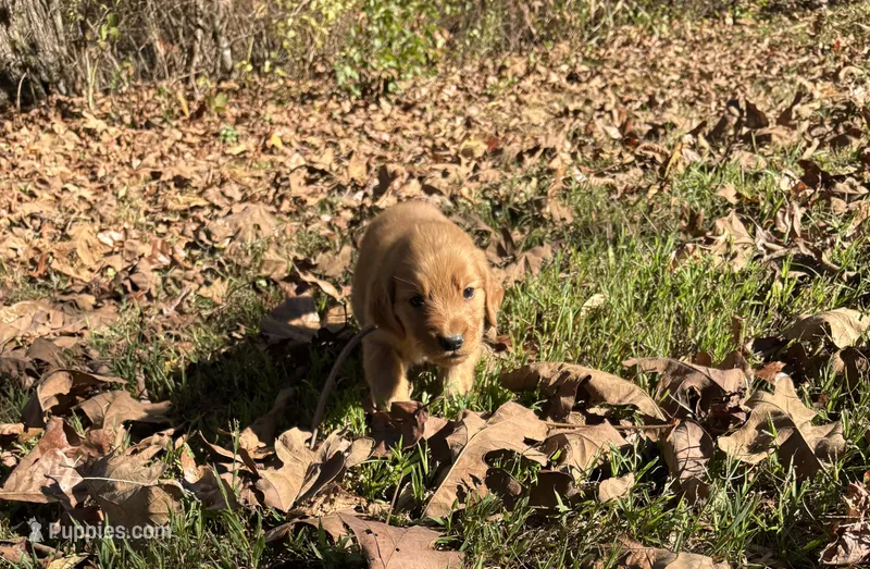 Bailey – Golden Retriever puppy for sale in Dickson, TN