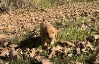Bailey, a female Golden Retriever for sale in Dickson, TN – 1 of 6