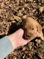 Bailey, a female Golden Retriever for sale in Dickson, TN – 5 of 6