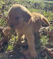 Bailey, a female Golden Retriever for sale in Dickson, TN – 2 of 6