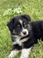 Bella, a female Miniature Australian Shepherd for sale in Dickson, TN – 4 of 9