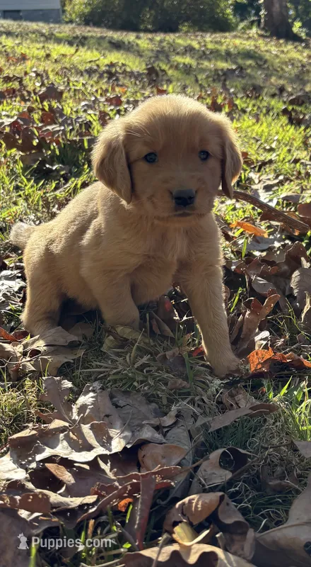 Hadley  – Golden Retriever puppy for sale in Dickson, TN
