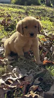 Hadley , a female Golden Retriever for sale in Dickson, TN – 1 of 6