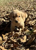 Allie, a female Golden Retriever for sale in Dickson, TN – 3 of 5
