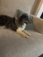 Beau, a male Miniature Australian Shepherd for sale in Dickson, TN – 10 of 10