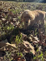 Cash, a male Golden Retriever for sale in Dickson, TN – 5 of 6