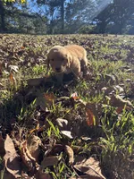 Cash, a male Golden Retriever for sale in Dickson, TN – 6 of 6