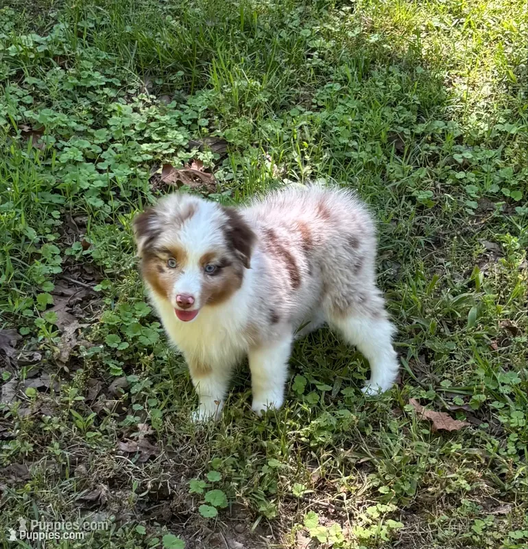 Beau – Toy Australian Shepherd puppy for sale in Dickson, TN