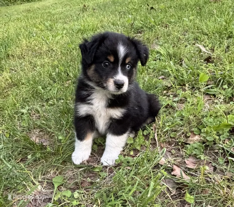 Bella – Miniature Australian Shepherd puppy for sale in Dickson, TN