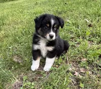 Bella, a female Miniature Australian Shepherd for sale in Dickson, TN – 1 of 9