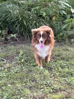 Beau, a male Miniature Australian Shepherd for sale in Dickson, TN – 3 of 10
