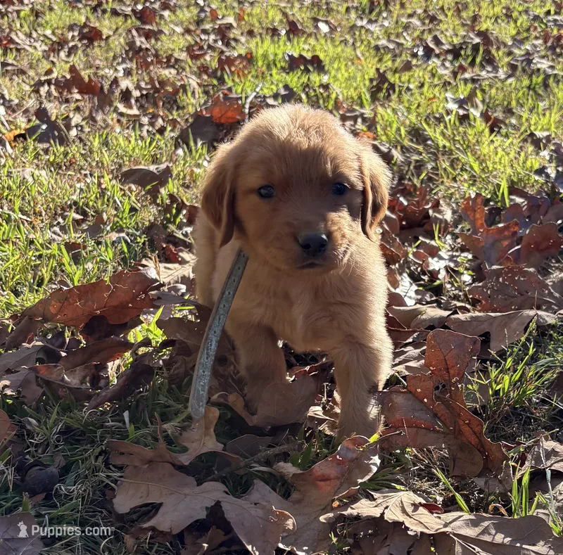 Finn – Golden Retriever puppy for sale in Dickson, TN