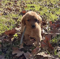 Finn, a male Golden Retriever for sale in Dickson, TN – 1 of 5