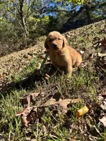 Finn, a male Golden Retriever for sale in Dickson, TN – 4 of 5