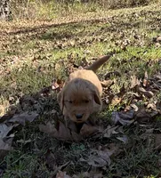 Eddie, a male Golden Retriever for sale in Dickson, TN – 3 of 4