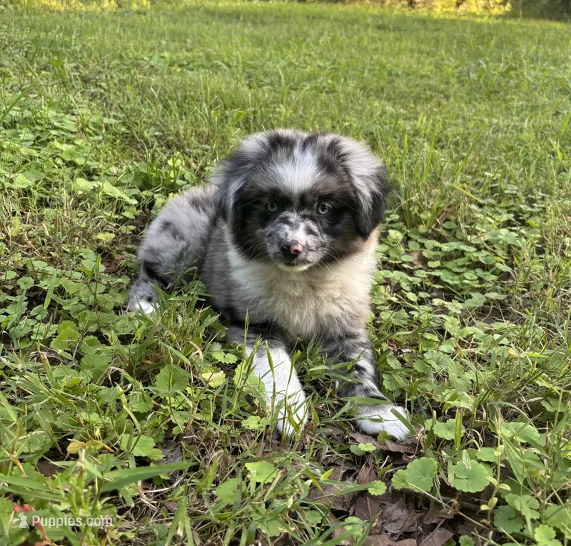 Bonnie – Toy Australian Shepherd puppy for sale in Dickson, TN