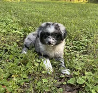 Bonnie, a female Toy Australian Shepherd for sale in Dickson, TN – 1 of 10