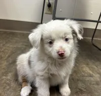 Benji, a male Toy Australian Shepherd for sale in Dickson, TN – Photo 1 of 9