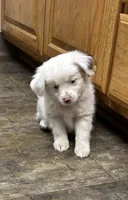 Benji, a male Toy Australian Shepherd for sale in Dickson, TN – Photo 2 of 9