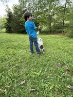 Benji, a male Toy Australian Shepherd for sale in Dickson, TN – Photo 8 of 9