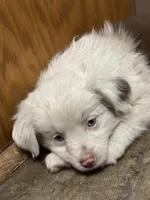 Benji, a male Toy Australian Shepherd for sale in Dickson, TN – Photo 5 of 9
