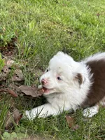 Benji, a male Toy Australian Shepherd for sale in Dickson, TN – Photo 7 of 9