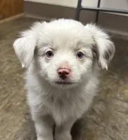 Benji, a male Toy Australian Shepherd for sale in Dickson, TN – Photo 3 of 9