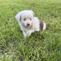 Benji, a male Toy Australian Shepherd for sale in Dickson, TN – Photo 4 of 9