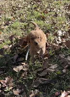 Finn, a male Golden Retriever for sale in Dickson, TN – 2 of 5