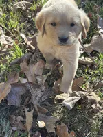 Daisy, a female Golden Retriever for sale in Dickson, TN – 2 of 6