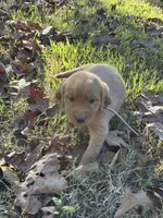 Hadley , a female Golden Retriever for sale in Dickson, TN – 3 of 6