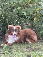 Bella, a female Miniature Australian Shepherd for sale in Dickson, TN – 6 of 9