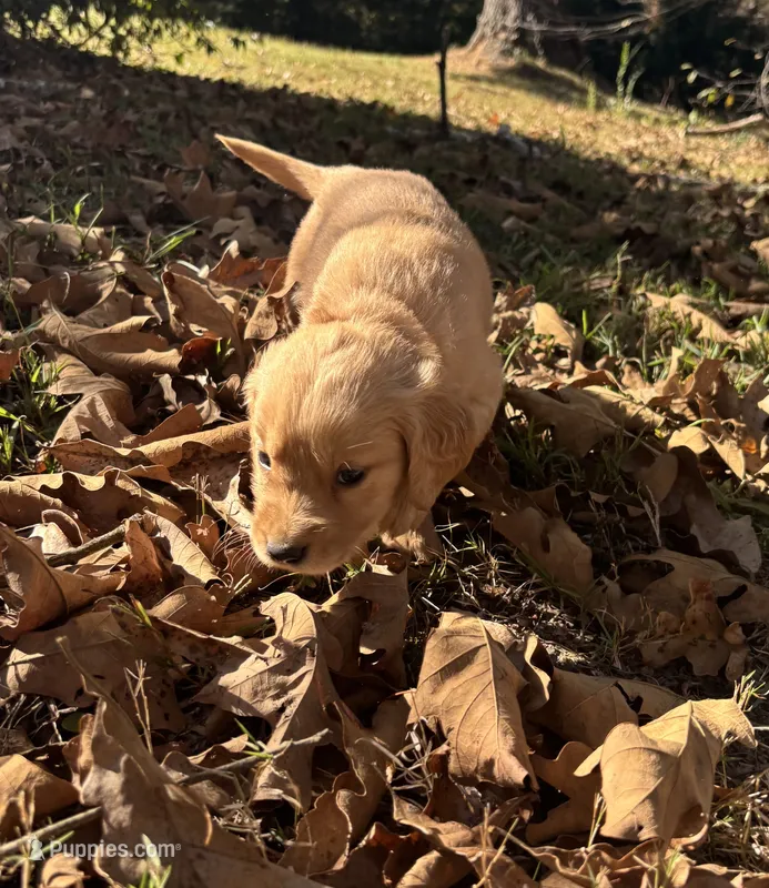 Allie – Golden Retriever puppy for sale in Dickson, TN