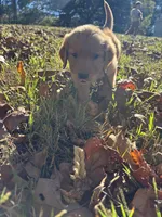 Cash, a male Golden Retriever for sale in Dickson, TN – 3 of 6