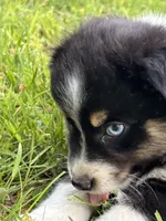 Bella, a female Miniature Australian Shepherd for sale in Dickson, TN – 3 of 9