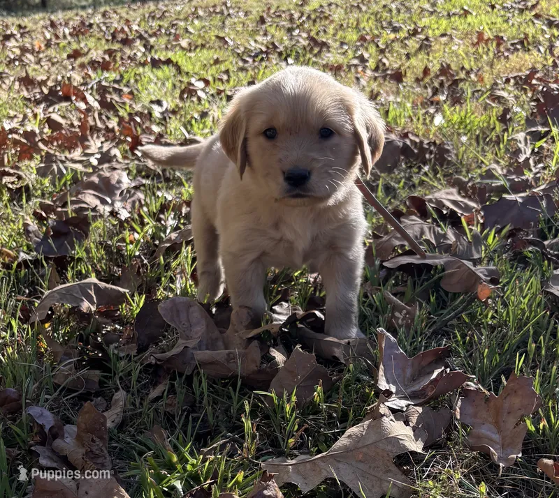 Daisy – Golden Retriever puppy for sale in Dickson, TN