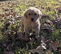 Daisy, a female Golden Retriever for sale in Dickson, TN – 1 of 6