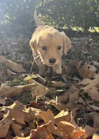 Allie, a female Golden Retriever for sale in Dickson, TN – 4 of 5