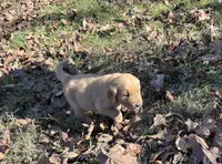 Gunner, a male Golden Retriever for sale in Dickson, TN – 3 of 4