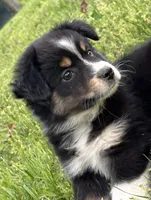 Bella, a female Miniature Australian Shepherd for sale in Dickson, TN – 2 of 9