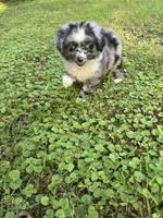Bonnie, a female Toy Australian Shepherd for sale in Dickson, TN – 9 of 10