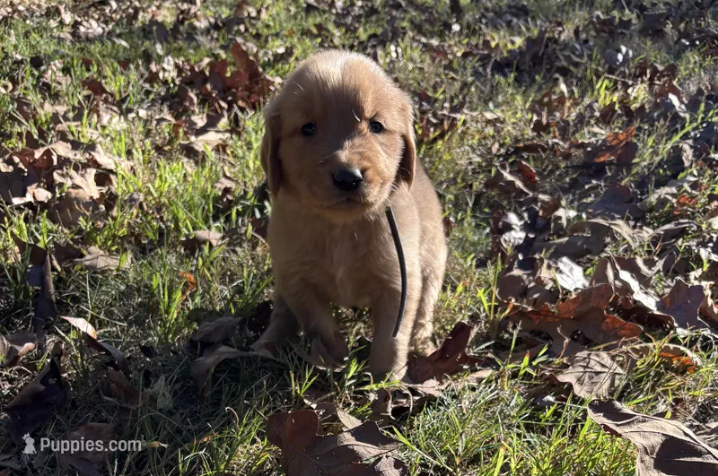 Gunner – Golden Retriever puppy for sale in Dickson, TN