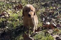 Gunner, a male Golden Retriever for sale in Dickson, TN – 1 of 4