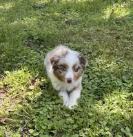 Beau, a male Miniature Australian Shepherd for sale in Dickson, TN – 9 of 10